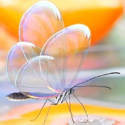 Harutoozaki34's profile picture. 