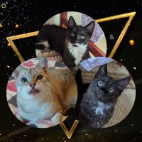 Bluebell 🐈💙 Neo 🖤 Ziggy Fluffdust 🖤🤍(@thecatBluebell) 's Twitter Profile Photo