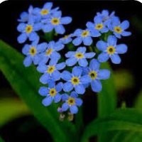 Crocusflower (@crocusflower2) 's Twitter Profile