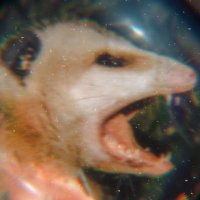 Glumpygoop (Frend to Critters)(@TrashBrainIdeas) 's Twitter Profile Photo