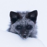 the fox-yote ΘΔ(@_furbeast) 's Twitter Profile Photo