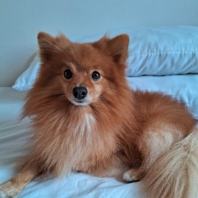 anosincriveiss's profile picture. 