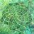 cosmicearthcuts's profile image