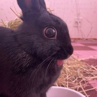 thefrogplayer (@thefrogplayer) 's Twitter Profile
