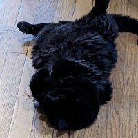 Newish (@kovstew) 's Twitter Profile