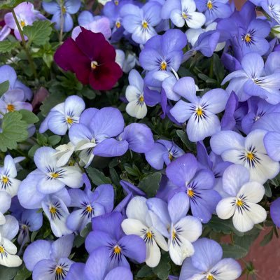 emik1030's profile picture. ♡相撲♡ ♡藤青雲関♡♡朝紅龍関♡ ❥❥♡EXILE THE SECOND♡ ♡橘ケンチ♡ @kenchi_official ❥❥♡野球♡ #読売ジャイアンツ ♡5♡ ♡8♡ ♡19♡ ♡45♡ ❥❥♡이준호♡@follow_leejunho ❥❥♡한국어 공부 중♡ にの♡