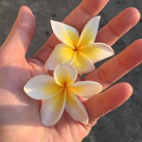 さくちゃん🇧🇷Designer | Coder (@saku_geek_br) 's Twitter Profile