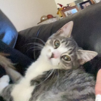 sidisjcndocjsh's profile picture. she/her