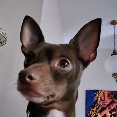 PacoDePerro's profile picture. Firm believer in a constitutional republic. IFBAP!
