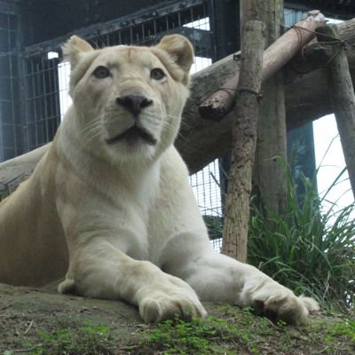 kVWsa4sNlzZr1KK's profile picture. 沖縄こどもの国で撮影した動物たちの写真をアップしています。ちょろっと、日常のことも呟いたり。