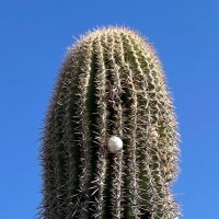 Haiku Golf (@haikugolf) 's Twitter Profile