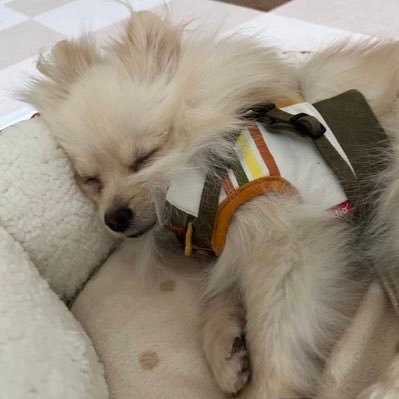 kechanmetyasuki's profile picture. 法政大学長岡研究室所属。人生は越境や！