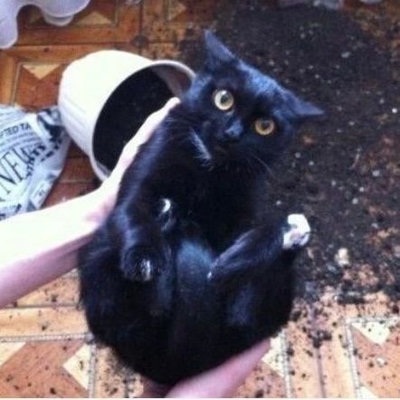 rpawmorrisons's profile picture. Former Morrisons sheriff, current deputy. 93 moons old