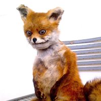 Lana 🦊 (@valiiidus) 's Twitter Profile Photo Lana 🦊 (@valiiidus) 's Twitter Profile Photo