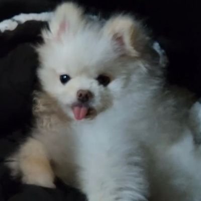 RobGDoge1's profile picture. 