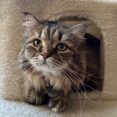 Hi I’m Olive. I’m a Siberian cat, who lives in Oregon, USA. I love to eat Temptations, have long naps and watch birdies. Life is good! Member of #EdibleCatsClub