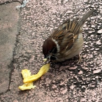 太鼓ほぼ引退状態！！