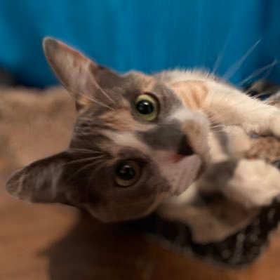 JijijoJiji12000's profile picture. 