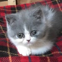 あや (@ay_t_0301) 's Twitter Profile