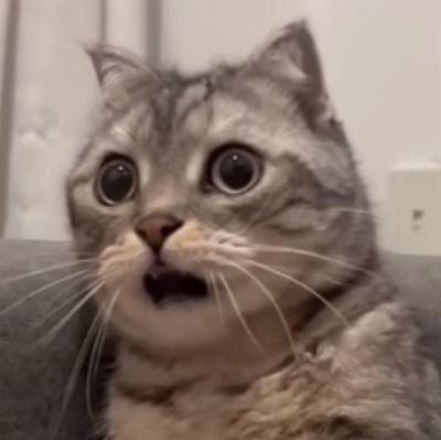 nekomo_inumo93's profile picture. 