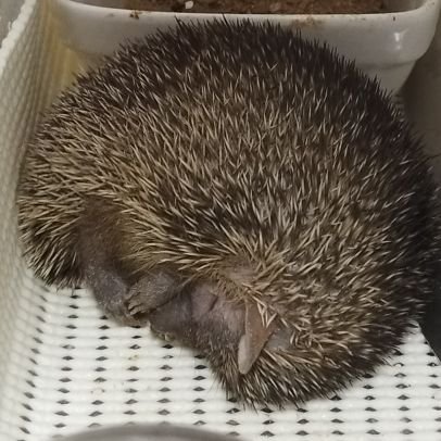 qphimehari's profile picture. 飼育日記、記録
2024.3月〜ヒメハリ♂QP（2023,6/5生）
七夕〜ヒメハリ♀姫（2023,3生）をお出迎えしました。
QPは脳か神経に障害を持ってるようで握力弱め、足元フラフラ、ズッコケてばかり。でもめちゃくちゃ可愛いくて癒し🦔
ヒメハリ飼育者の方々勝手にフォローさせて頂きます🙇
#ヒメハリテンレック