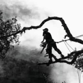 3rd generation tree surgeon for 25+years