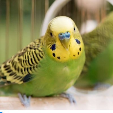 sirwantonclea's profile picture. Truth . Humour. Balance. Accountability. We deserve better. Brexit is a disaster⛷🇪🇺🇺🇦🇺🇦🇺🇦