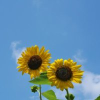 はな🎇hanabi (@hanabiyusesota) 's Twitter Profile Photo