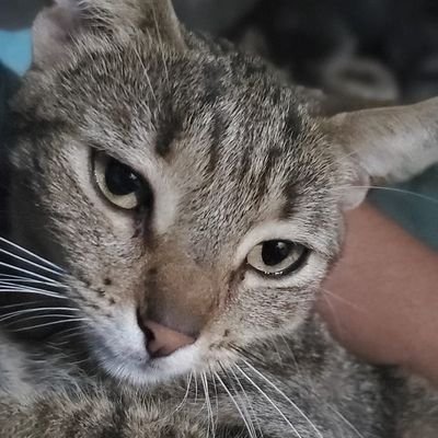 LinarteJavier's profile picture. 