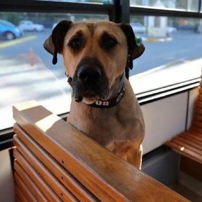 Dogs never pay public transports https://t.co/zfaDhQ7FGr