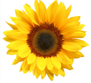 alokss2000's profile picture. Pro Investor