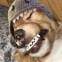 shark teef cat dog 🦈🐱(@bitcoinbasedboi) 's Twitter Profile Photo