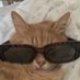 CATS LOVER (@Catsloverpics) Twitter profile photo