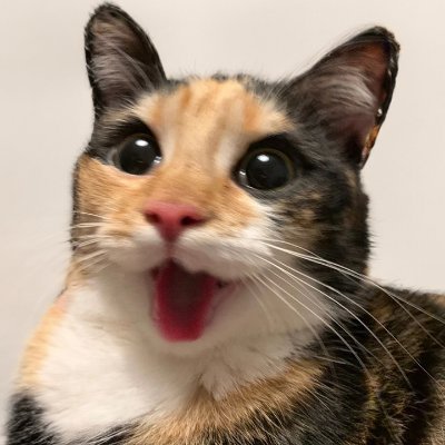 The official cat meme coin, finding the internets silliest cat pics. $DMC. TG - https://t.co/WbO04wh3jM BUY $DMC -