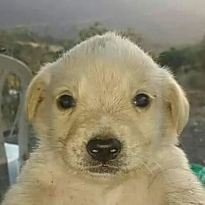 JagerGTI's profile picture. 
