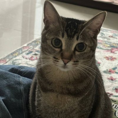 Yaoyaos_Cat Profile Picture