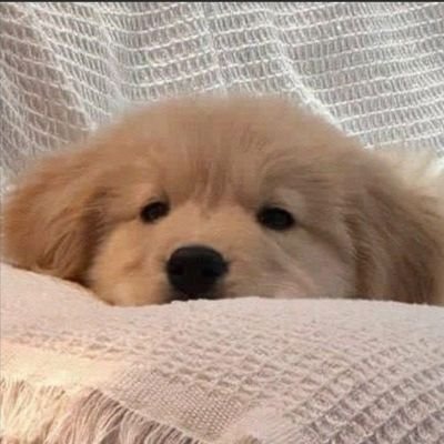 papapypang's profile picture. 