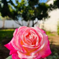 Rakesh Kumar (@tanna5rakesh) 's Twitter Profile