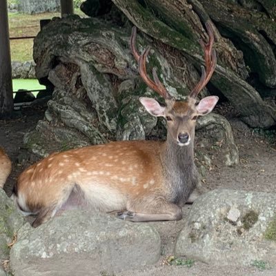 lailah_HarpStar's profile picture. だいじょうぶは魔法のことば◡̈♥︎音楽と動物がだいすき𐂂V系バンドのスタッフをしていました𐂂神恩感謝 報恩感謝🐲⚡️🐉 No Rain, No Rainbow! ☔️🌈初代フェレットさん 2014.2.11〜2021.11.15 (7才9ヶ月)