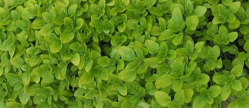 delphinehersco's profile picture. pour une augmentation du goût de la vie