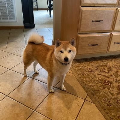 Love Shibas
Love all dogs
Cats too
Shiba mostly