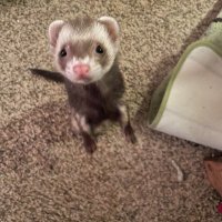 Wired Weasel (@wardance68) 's Twitter Profile