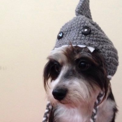 TheRealSharkDog Profile Picture