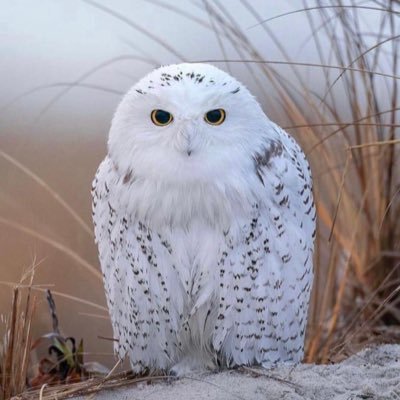 SinOvaEvil24's profile picture. 