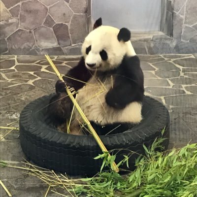 動物大好きな社会人🌟関西の動物園を中心に活動😄ジャイアントパンダ、コビトカバ、ホッキョクグマ、ネコは特に推し中🫶一眼レフでも写真撮ってます📷 現在多忙なため、ZOO活＆浮上率も少なめです💦 ⚠️写真、動画の無断転載、二次使用は禁止です⚠️