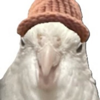 I am the wierdest cockatiel alive.
I like feet.
$CKTWIFHAT