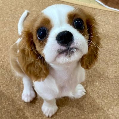 ♡まる♡ さきまるちゃん | 【さきまるコラボitem❤︎】 ♥MARSコラボ