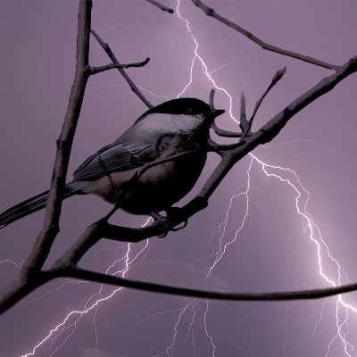 yungceiba's profile picture. welcome to my island bitch