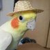 pájaro con sombrero (@pajarocsombrero) Twitter profile photo
