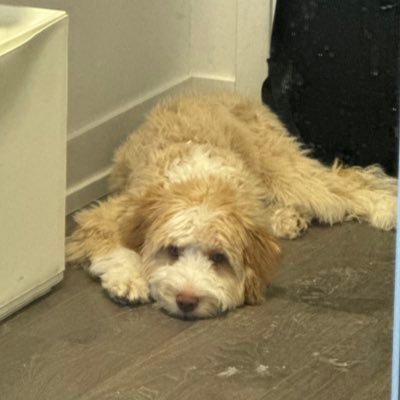 yyyzzgc's profile picture. Cheif Dog Poop 💩 Cleaner | Engineering @flock_io 🧑💻